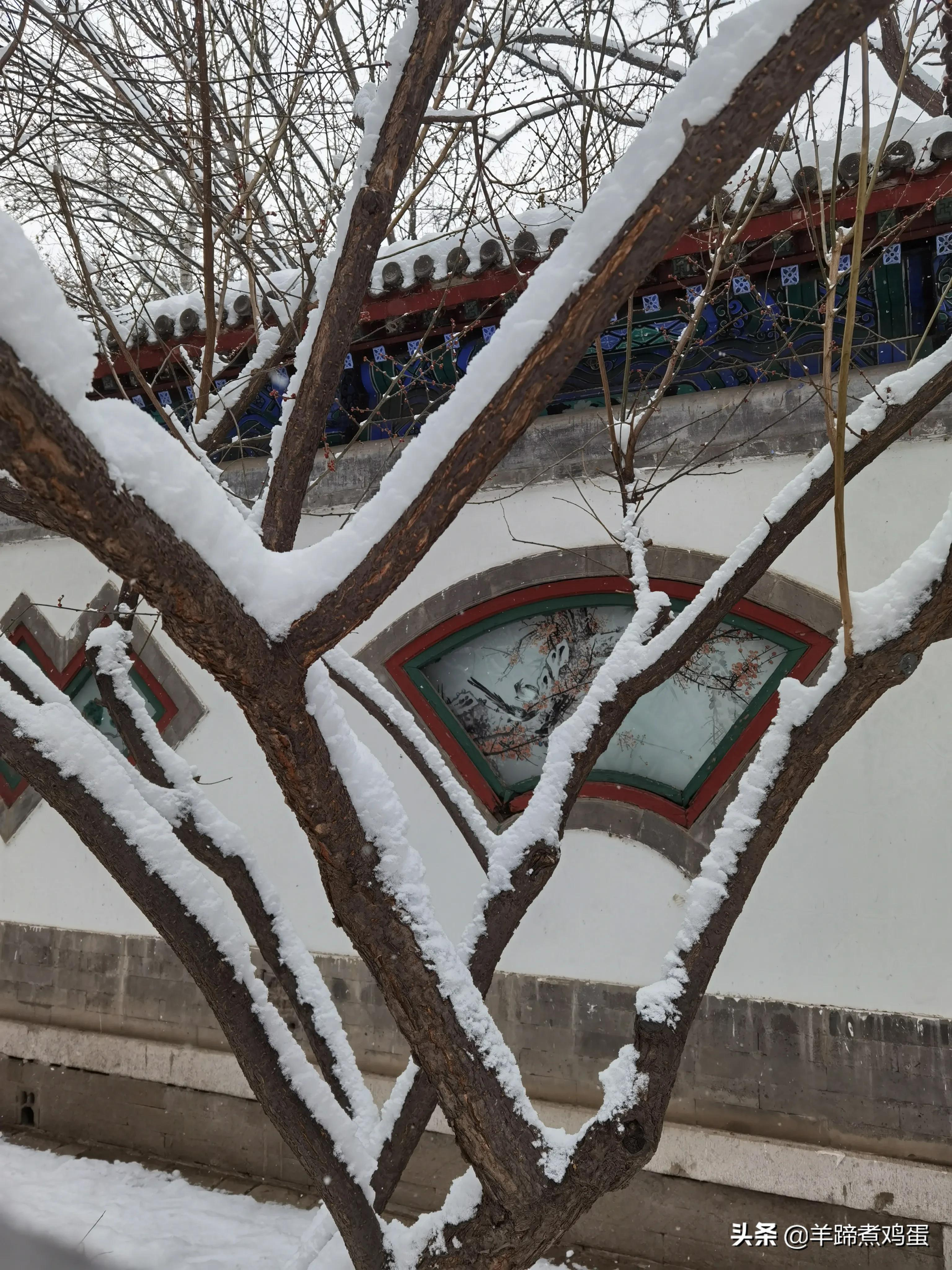 难览观园全画景雪覆腊梅一隅香——踏雪寻游北京大观园