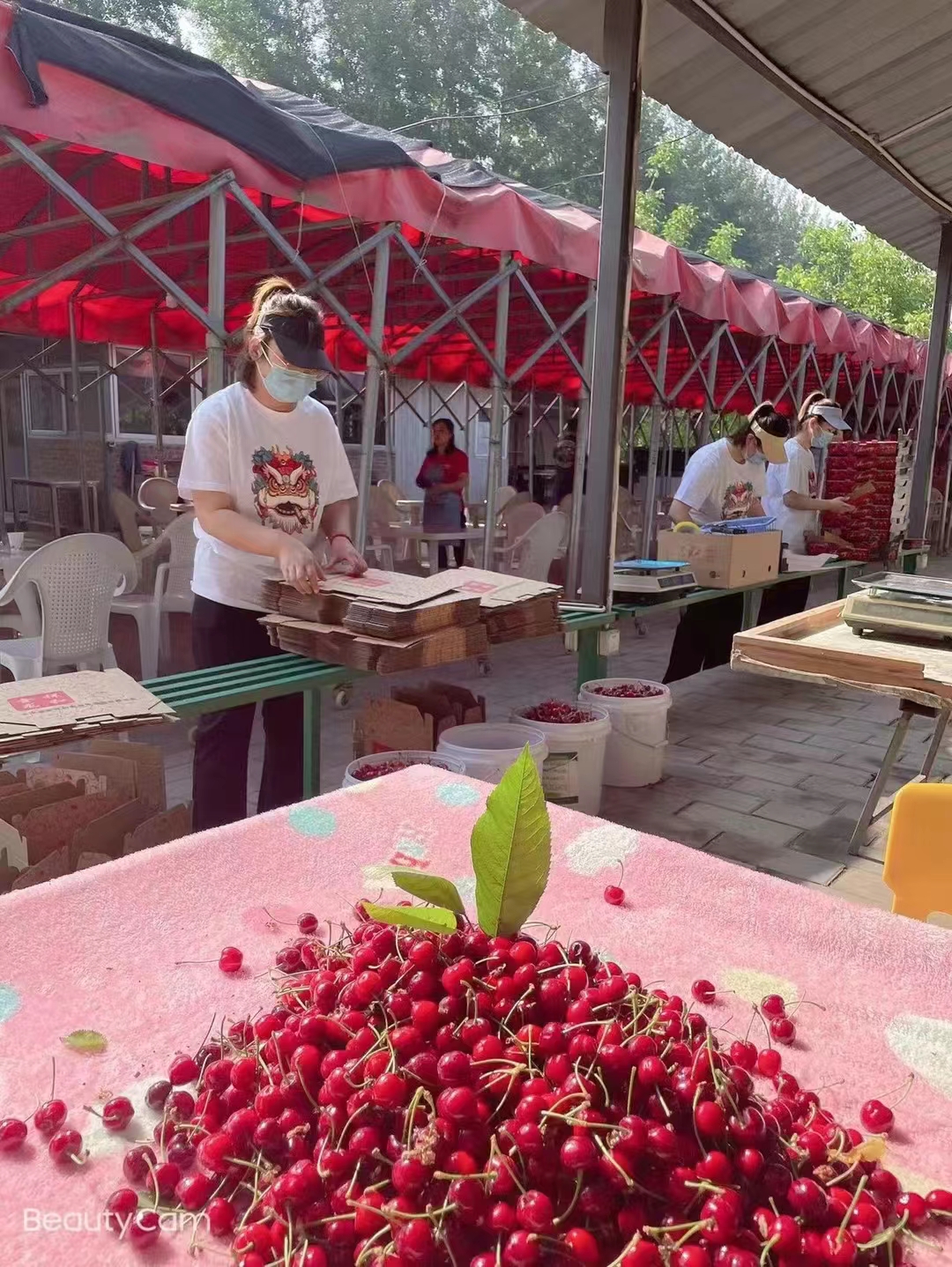 48小时送达！北京金龙祥和农业生态园大樱桃快递直达您家