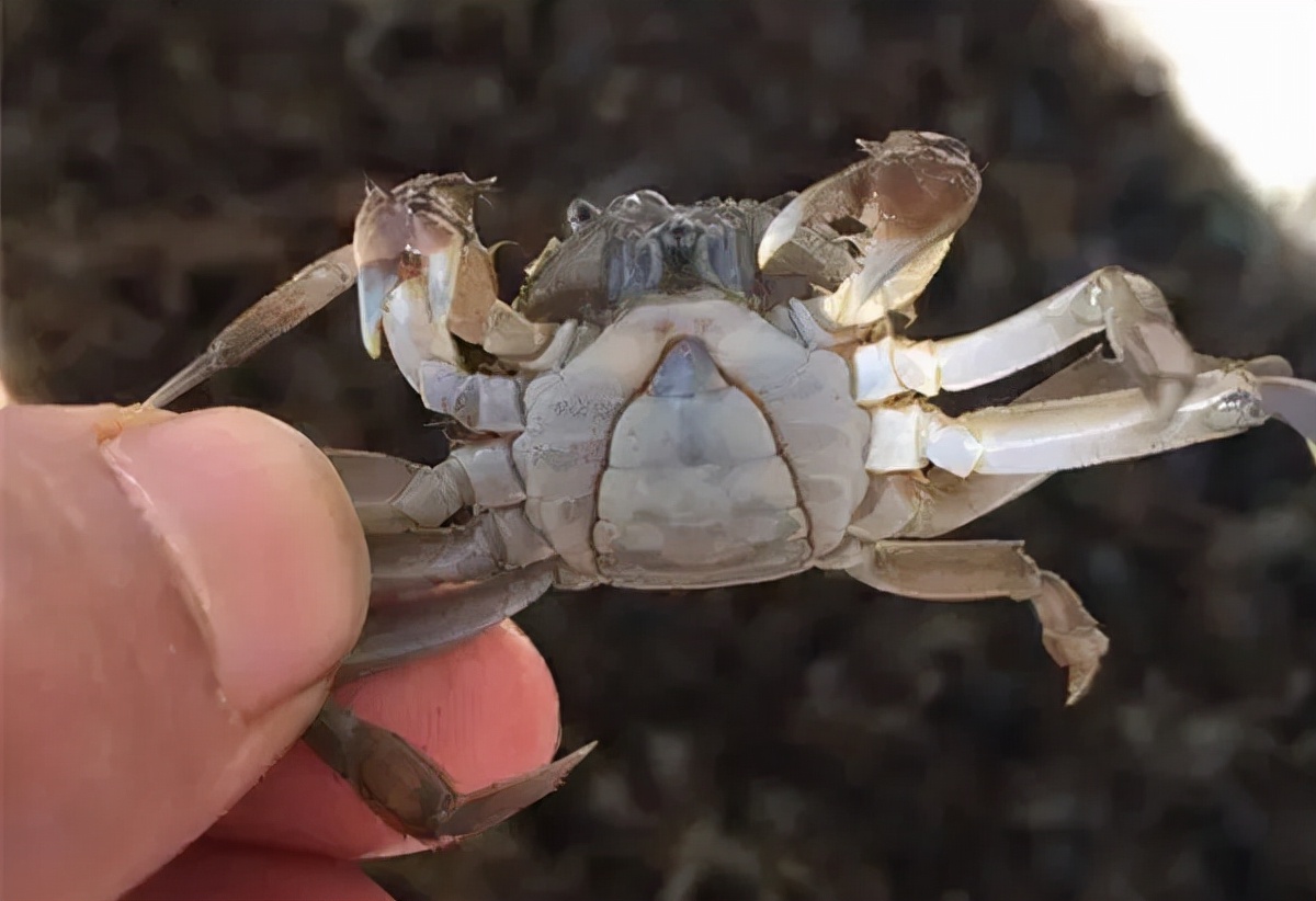 螺蛳既是河蟹优质的动物饲料,又是池塘的"清洁工",具有净化底层水体