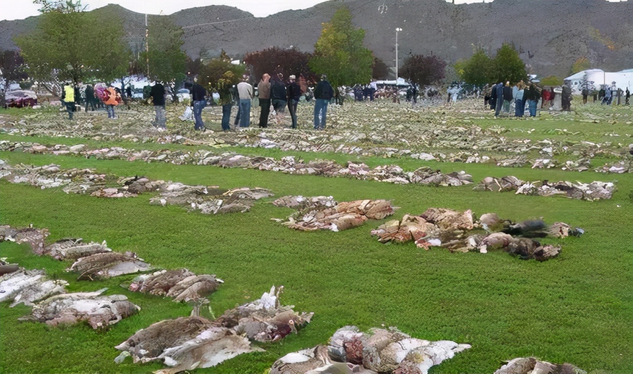 欧洲兔的寿命大概是多少(澳洲野兔泛滥成灾，100亿只兔子吃不完，人兔大战一触即发)