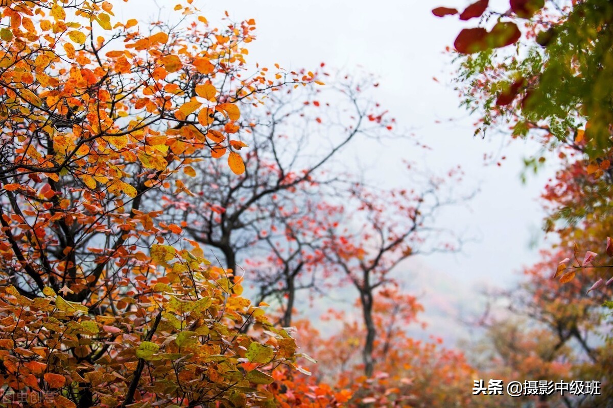 点评3张照片，犯了一样的摄影错误，拍风景的忌讳