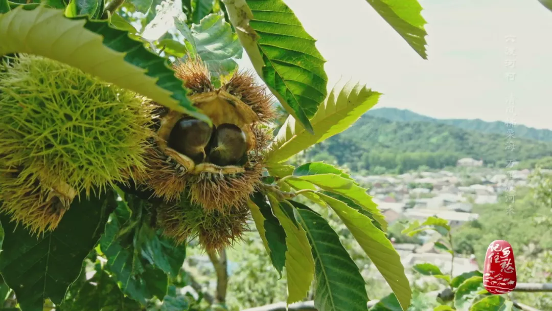 燕山板栗品种介绍（燕山脚下六渡河看漫山遍野栗树海）