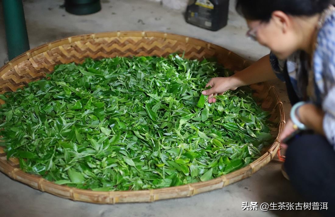 為什么喝普洱茶會肚子餓得快？