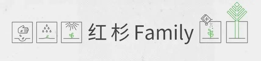 红杉Family