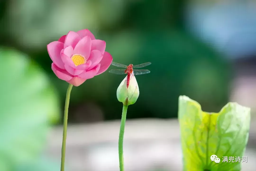 唯美荷花诗词，送你一池荷风满院莲香