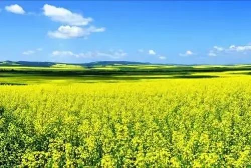 诗词赏读丨咏油菜花诗词12首