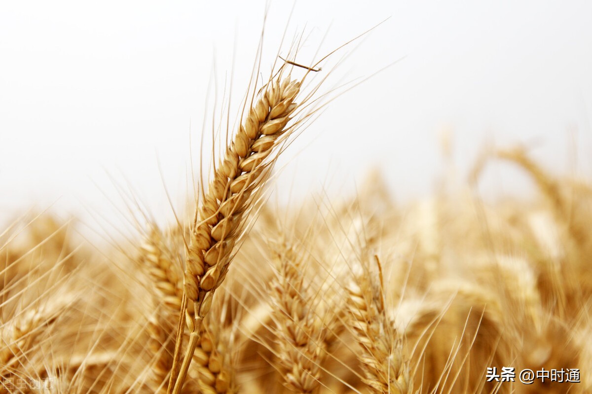 9月2日新报价：玉米上量折半又要涨？小麦继续偏强