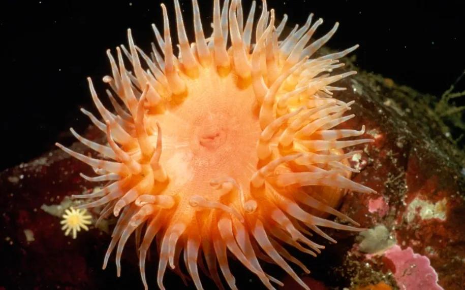 海洋3大最毒動物 美麗的 海葵 竟是最毒的無情殺手 天天看點
