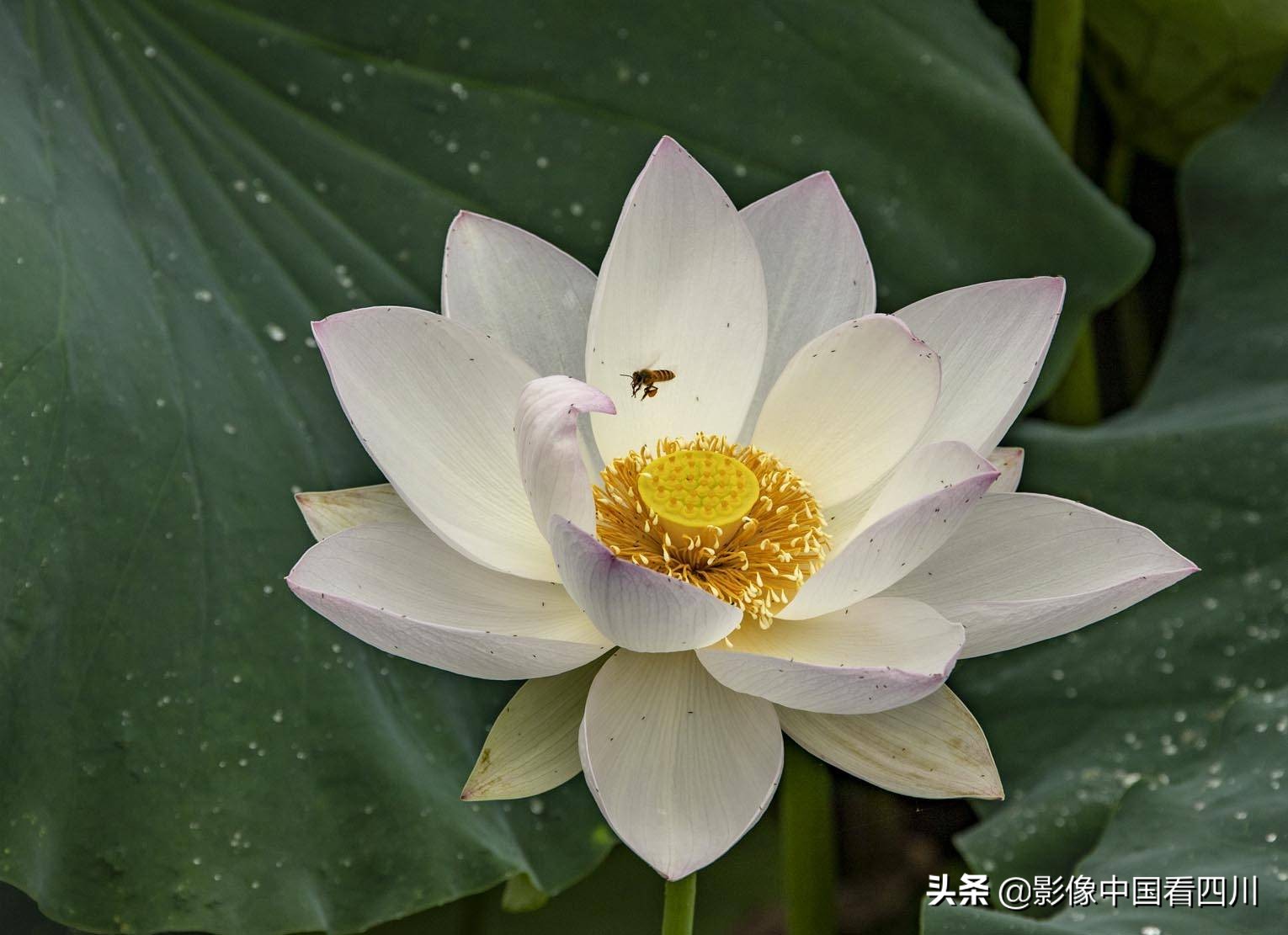 仁寿方家：映日荷花别样红