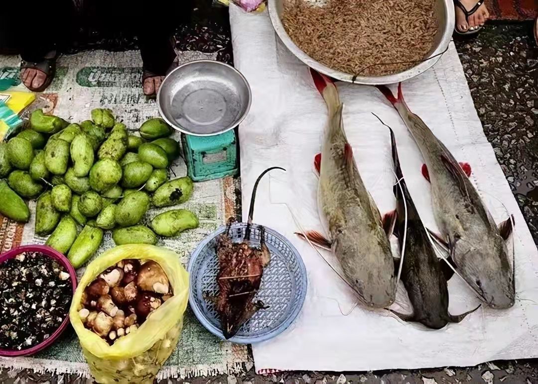 这是菜市场还是动物园？可怕的老挝野味市场，保护动物明码标价