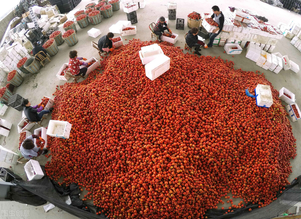 铁皮柿子走红，一斤卖到10元以上，农民可借鉴盈利逻辑别跟风种植