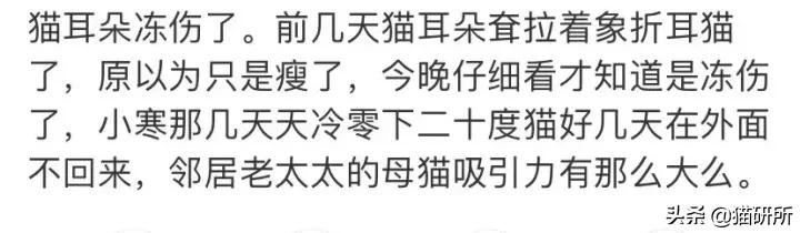 警惕猫咪冬季冻伤!急救指南在这里…