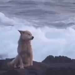 《梦华录》剧情狗血？但它真的戳穿了异地公务员的心酸