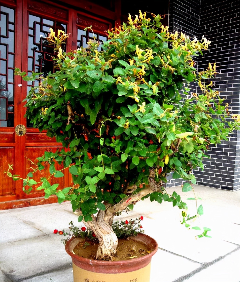 家里养金银花，有金有银“有钱花”，摘花泡茶，养人旺家