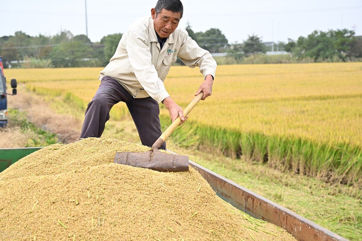 盐城今日水稻价格多少钱一斤，江苏盐城今日水稻收购价格