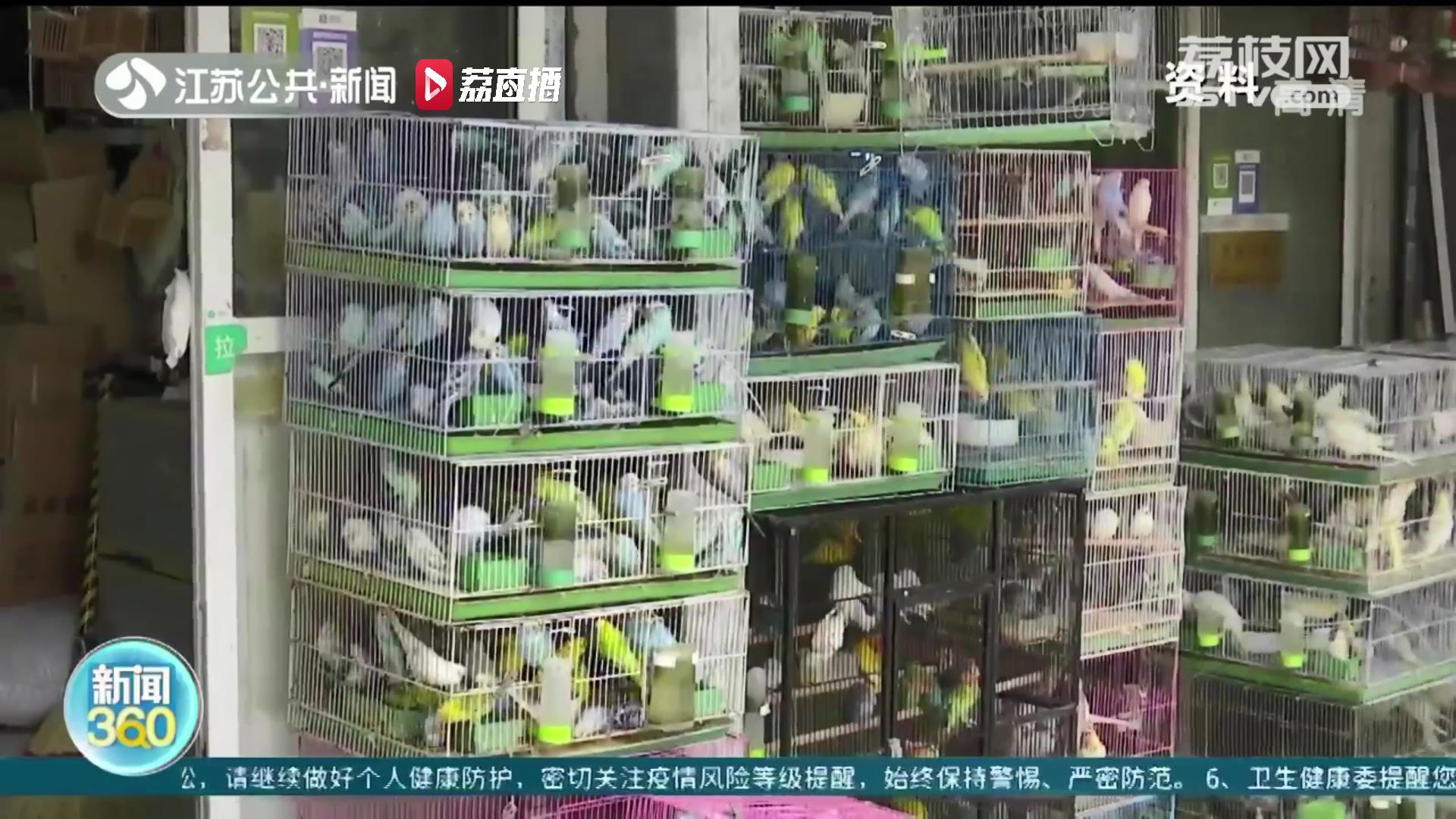 养宠物鸟要注意！女子发烧11天 细查竟是鹦鹉热