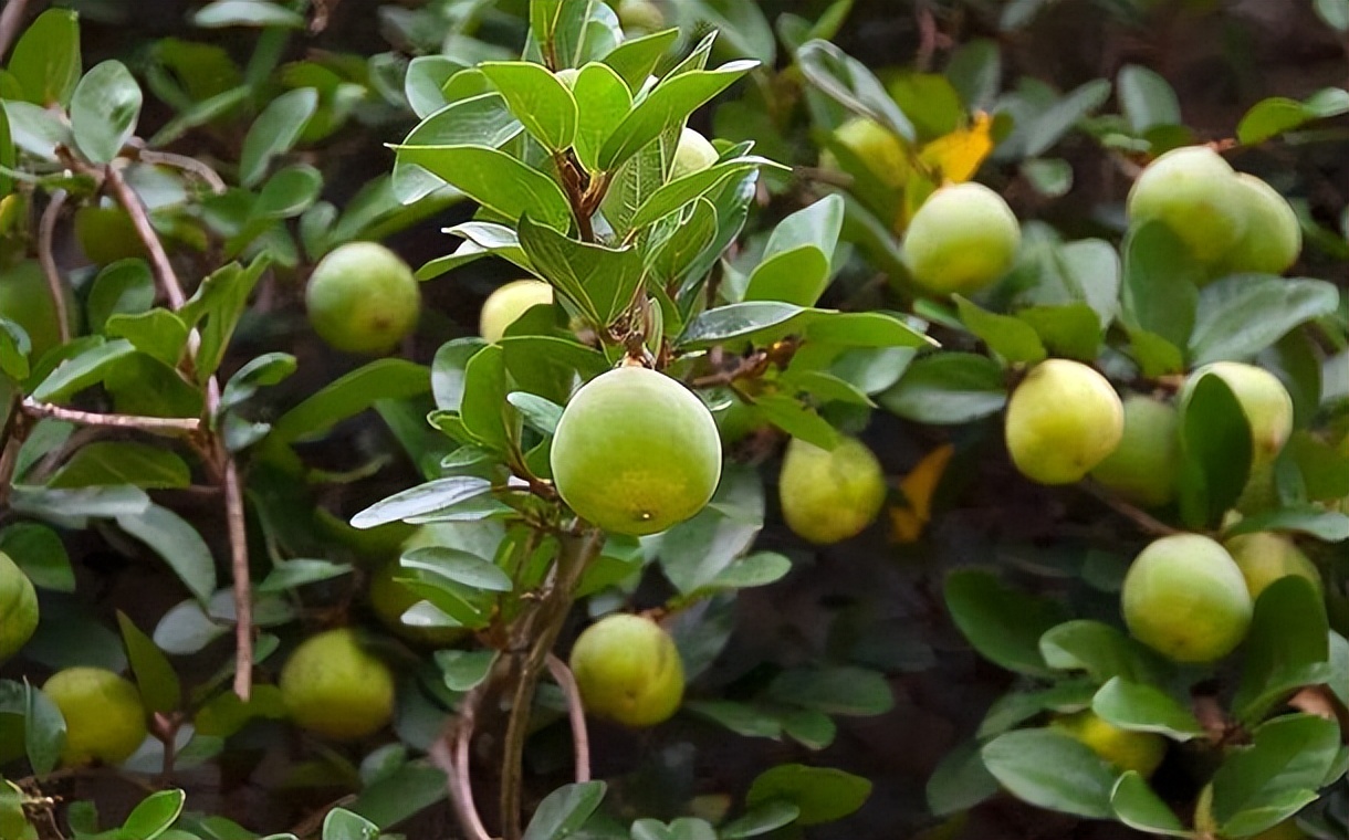 臭黄荆的功效与作用(夏天想吃凉粉) - 行就行