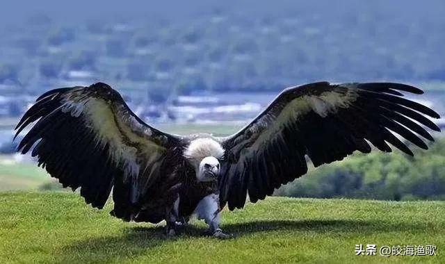 世界上数量最少的鸟类(阿根廷的安第斯神鹫，是世界现存最大猛禽，不捕猎，只捡“剩饭”)