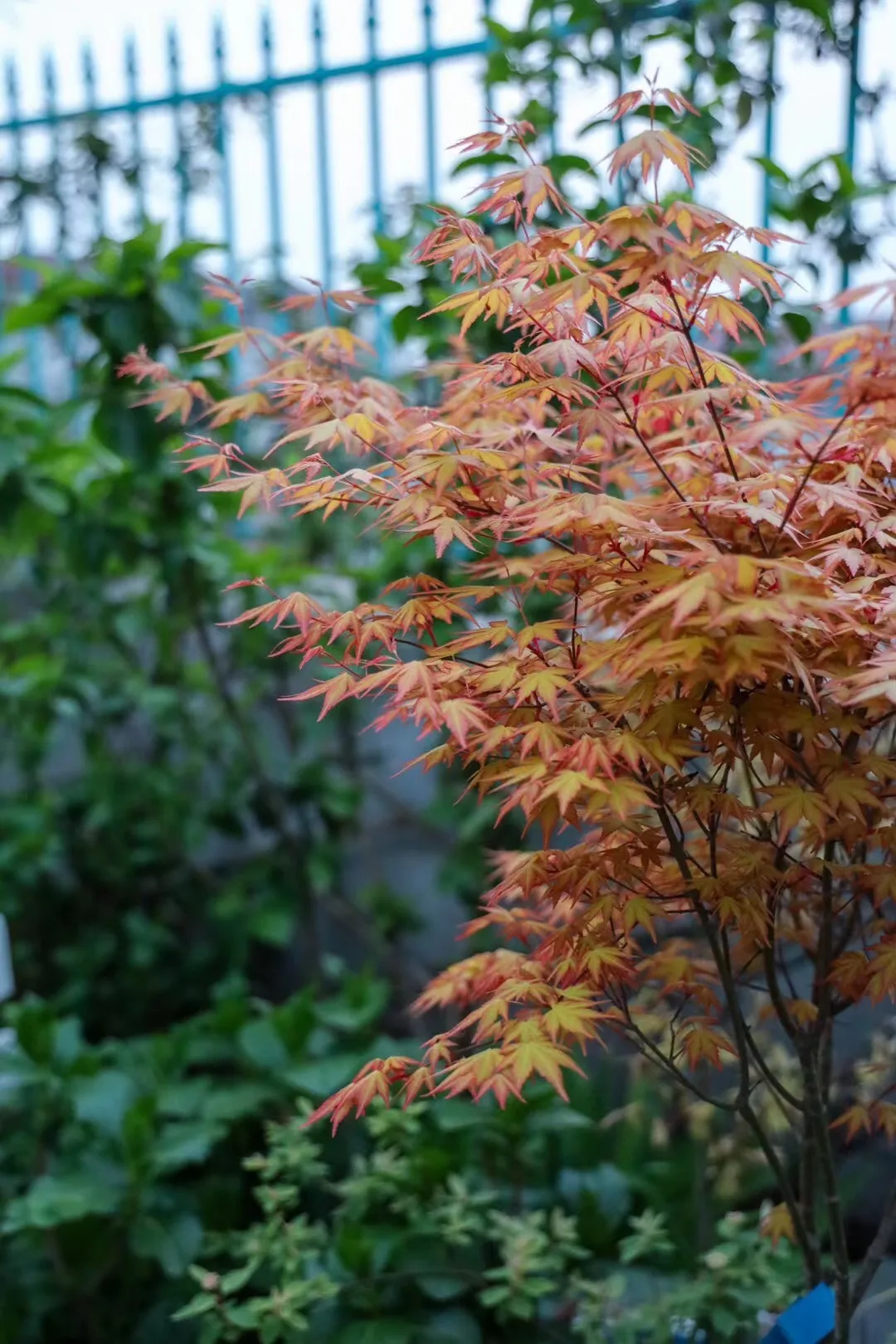 30㎡小院子，可以裝成簡而精緻的“日式花園”，簡單又好看