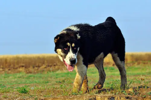见到一定绕道走！地表战斗力爆表的12种猛犬，一獒战三狼战狮子？