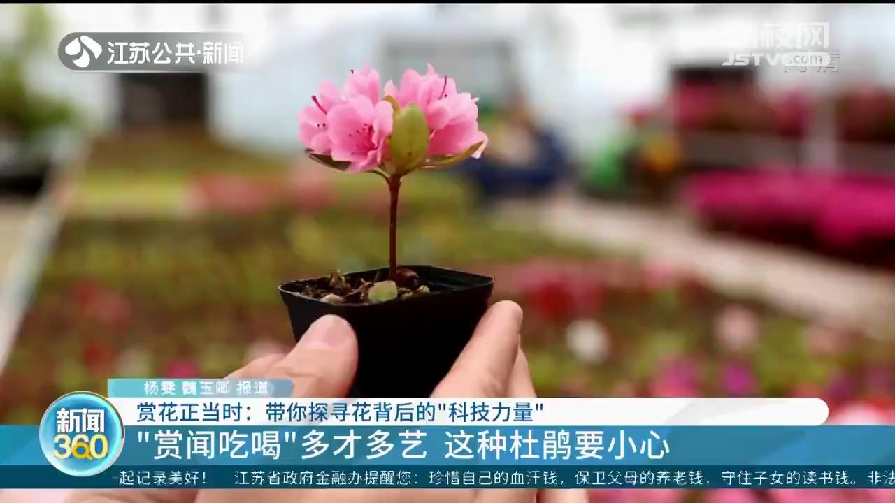 彩色油菜花原是与“远亲”萝卜杂交 探寻赏花背后的“科技力量”