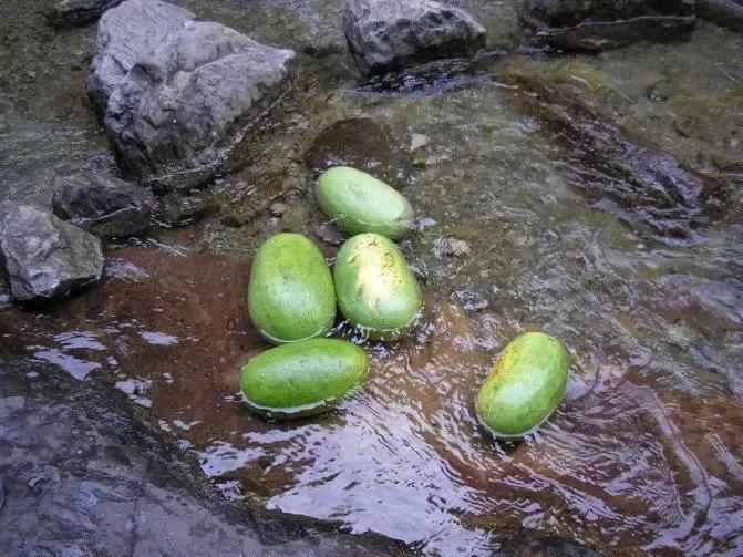 乡土散文：故乡的夏天