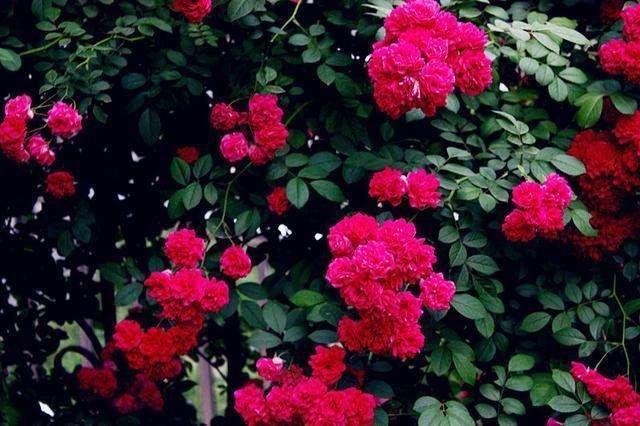 春日里栽一棵木香花 2个月爬成一面花墙 开成花瀑布 天天看点