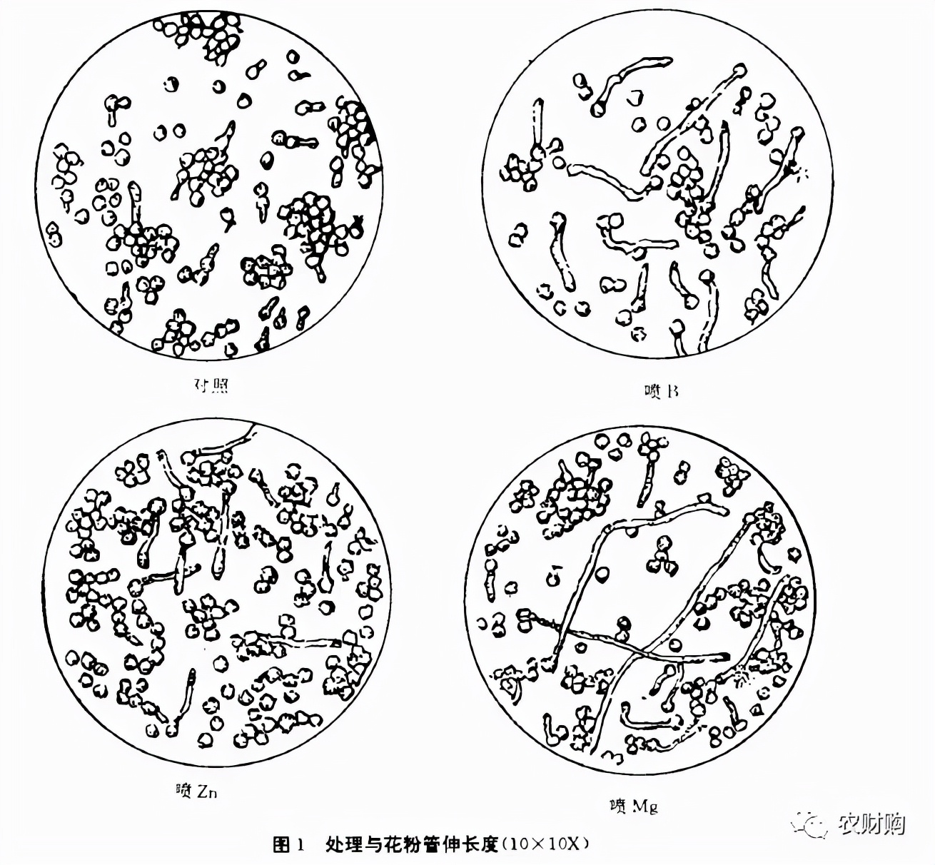 花期补硼，还是补硼锌镁？又或全都补？实验数据告诉你该补啥