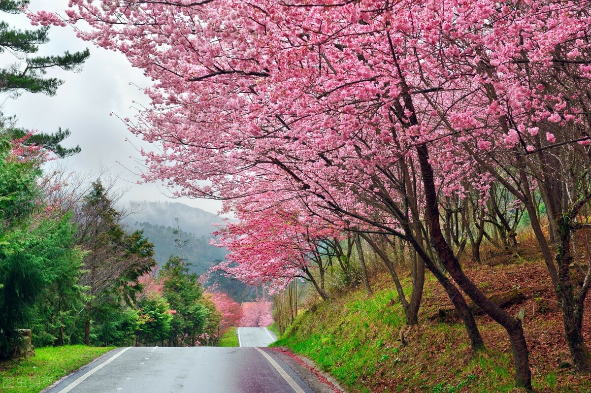 在这里也可以拍到一大片樱花,树很低,很适合拍人像,周末找个天气好的