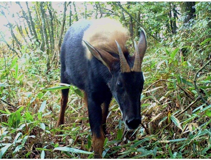 四不像的动物 四不像都不像哪些动物-思宇生活