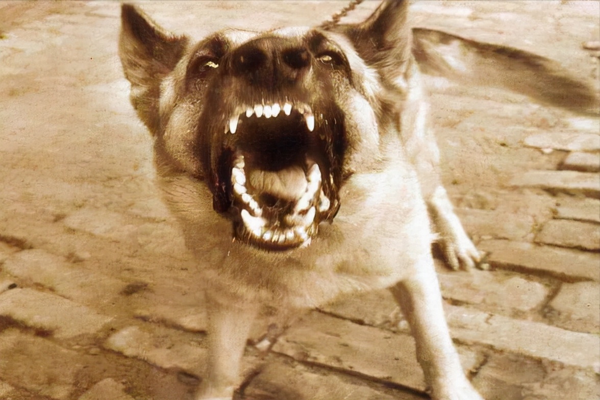 路上遇到恶犬不能跑要怎么办?小编现在教你如何让应对.