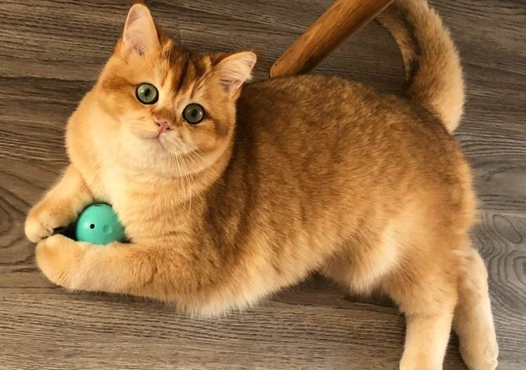 金渐层猫如何鉴定品相?