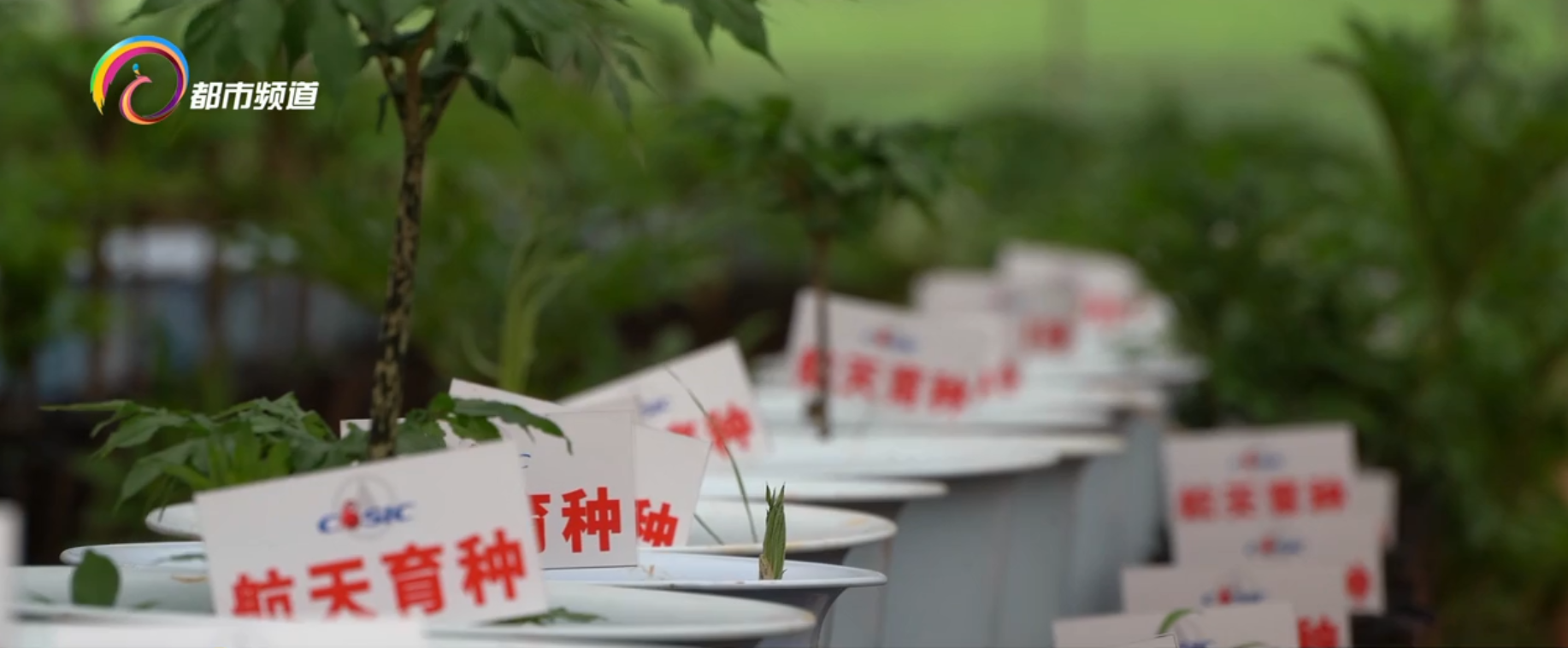 300粒太空魔芋种子在富源播种选育