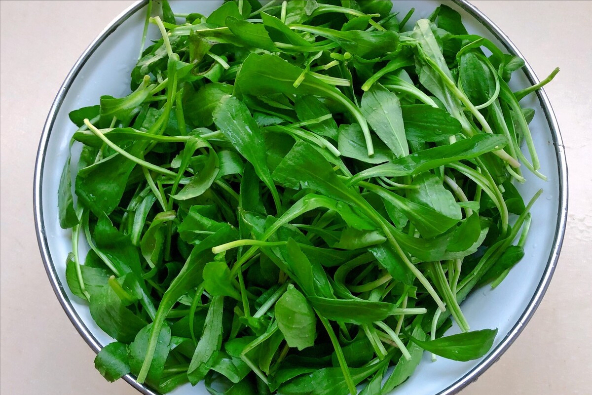 春天到了，30種野菜辨別圖片，帶你認識不同的野菜和吃法