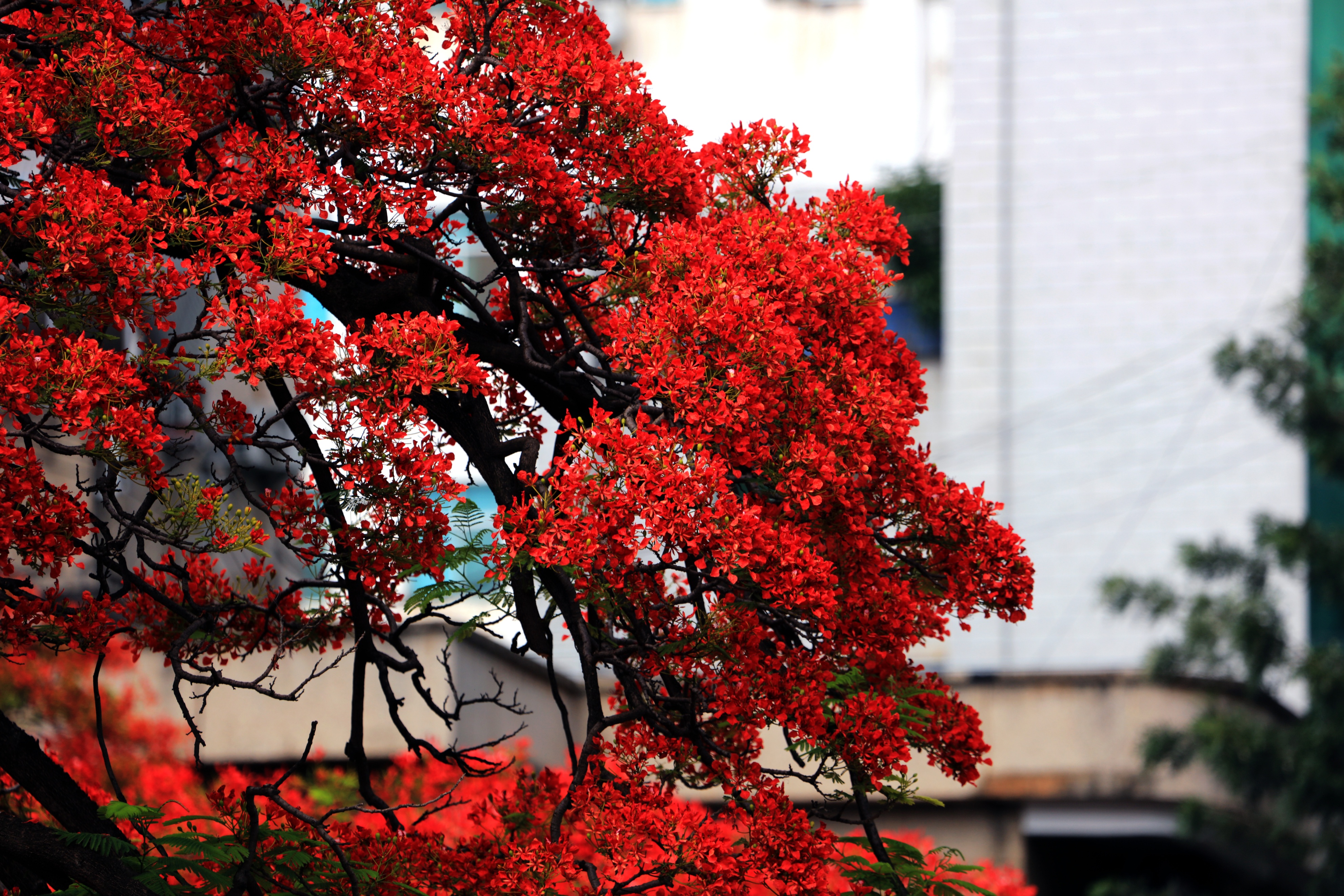 巧家凤凰花盛开四方游人赏景来
