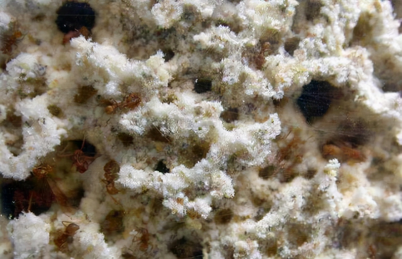 切叶蚁图片（著名的“蘑菇专家“切叶蚂蚁）