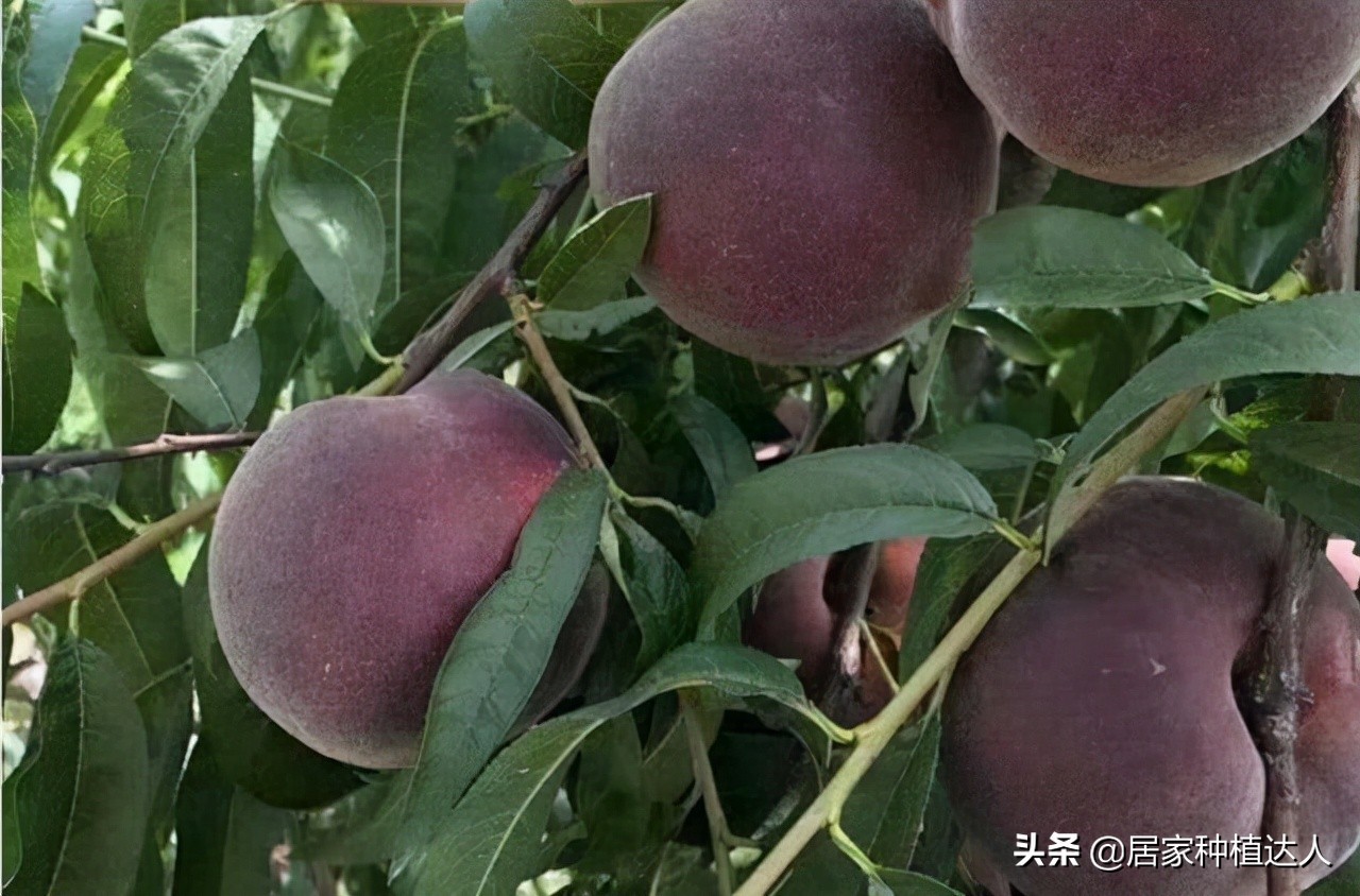 家里院子别闲着 种这种果树 口感软糯有营养 性价比很高 天天看点
