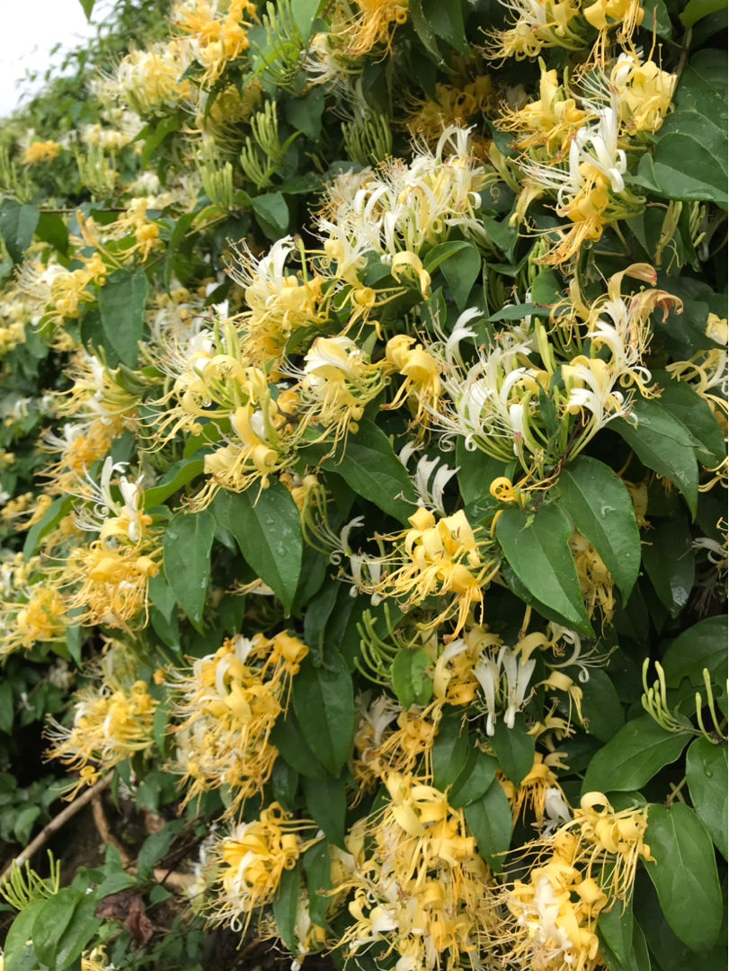 家里养金银花，有金有银“有钱花”，摘花泡茶，养人旺家