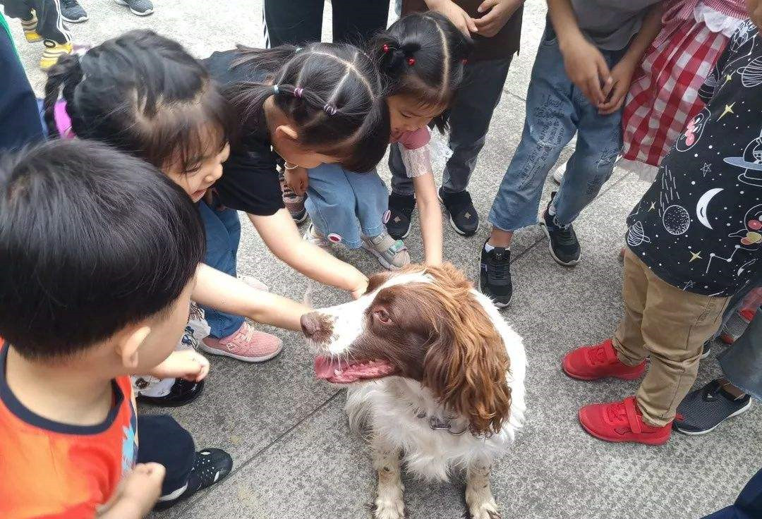 狗界“心最脏”的战术大师：边牧的套路和性格全面解析