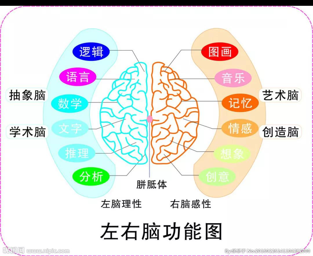 认识大脑，了解大脑进化演变