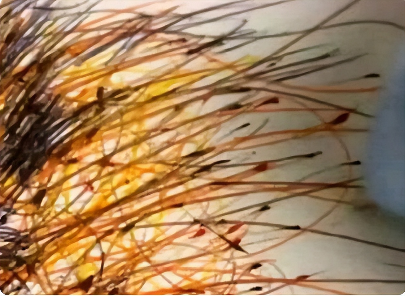 美术生满分作品火了，第一眼看上去平平无奇，细看却全是灵魂画手