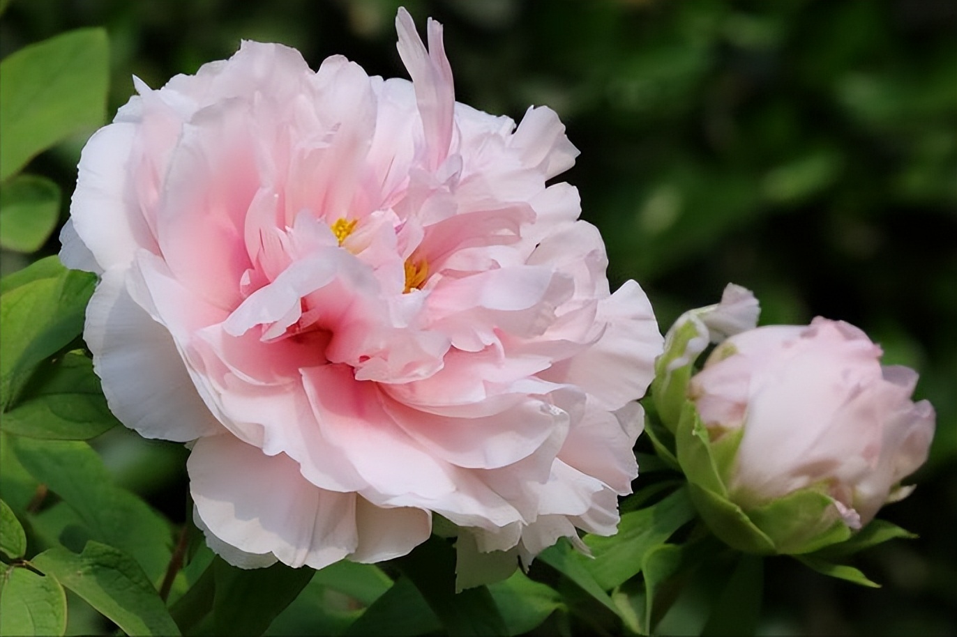 18首关于牡丹花的诗词：惊艳妖娆，绚丽如梦，一美千年