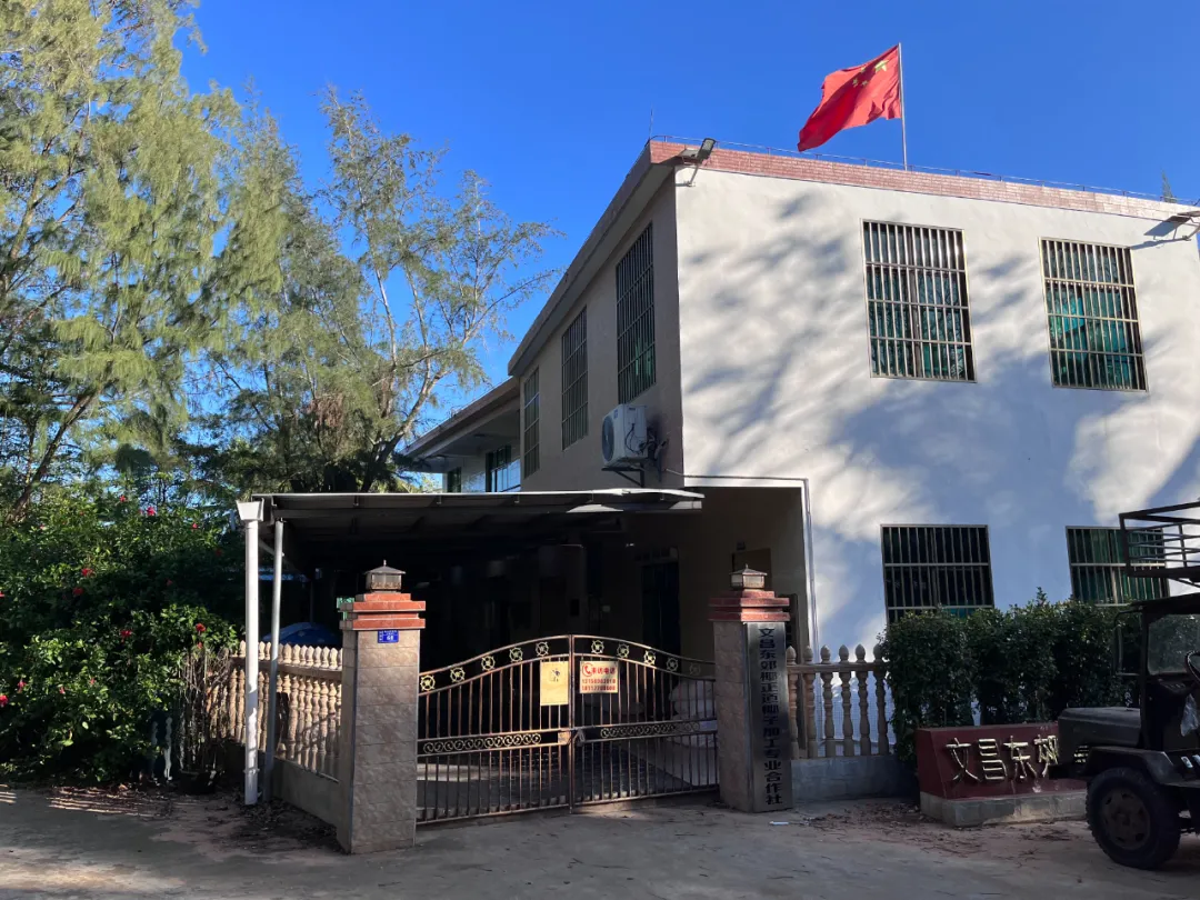去海南,探访椰子潮流背后的秘密