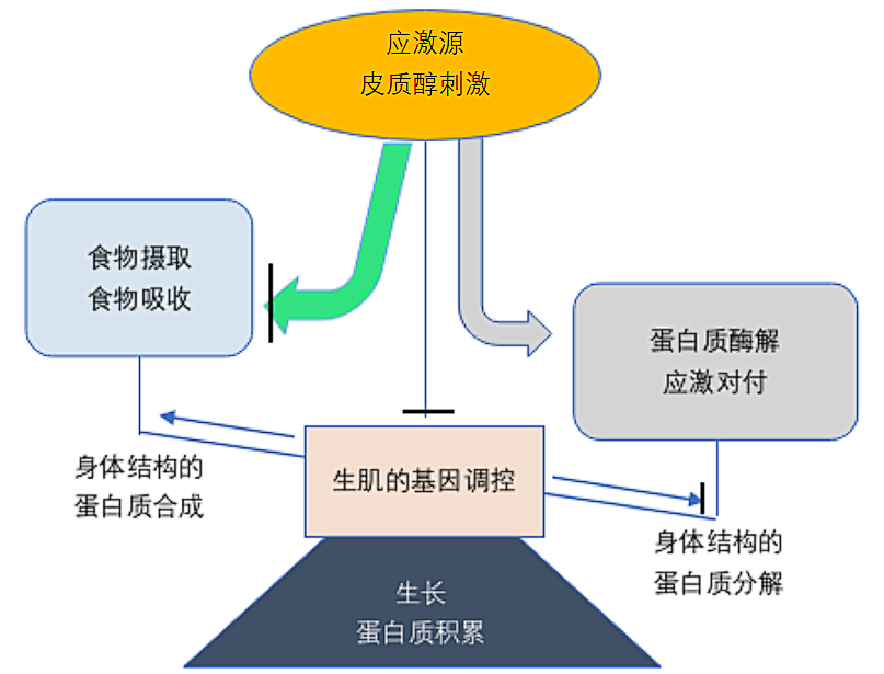 “萬(wàn)病之源”——應(yīng)激是魚(yú)病發(fā)生的誘因