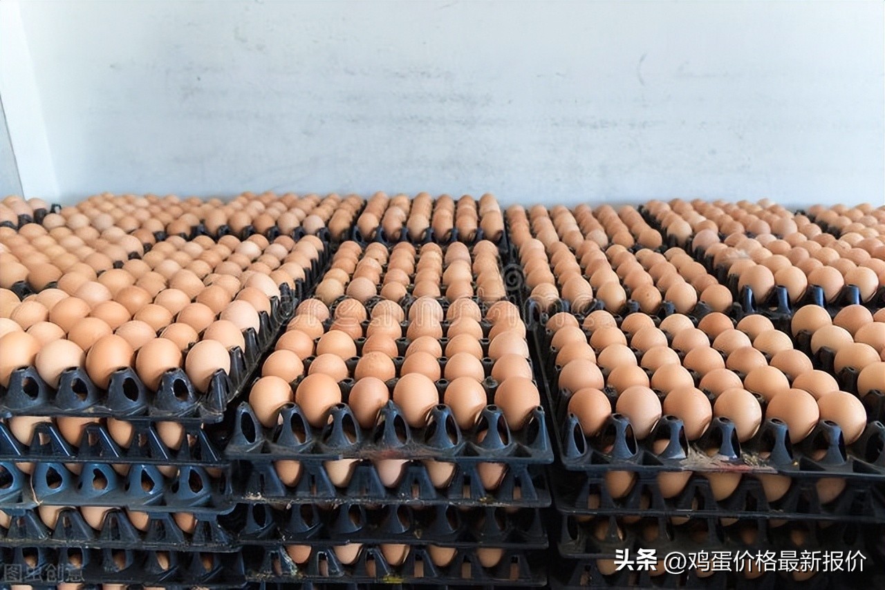 北京再涨！2022年8月14日鸡蛋价格行情早报