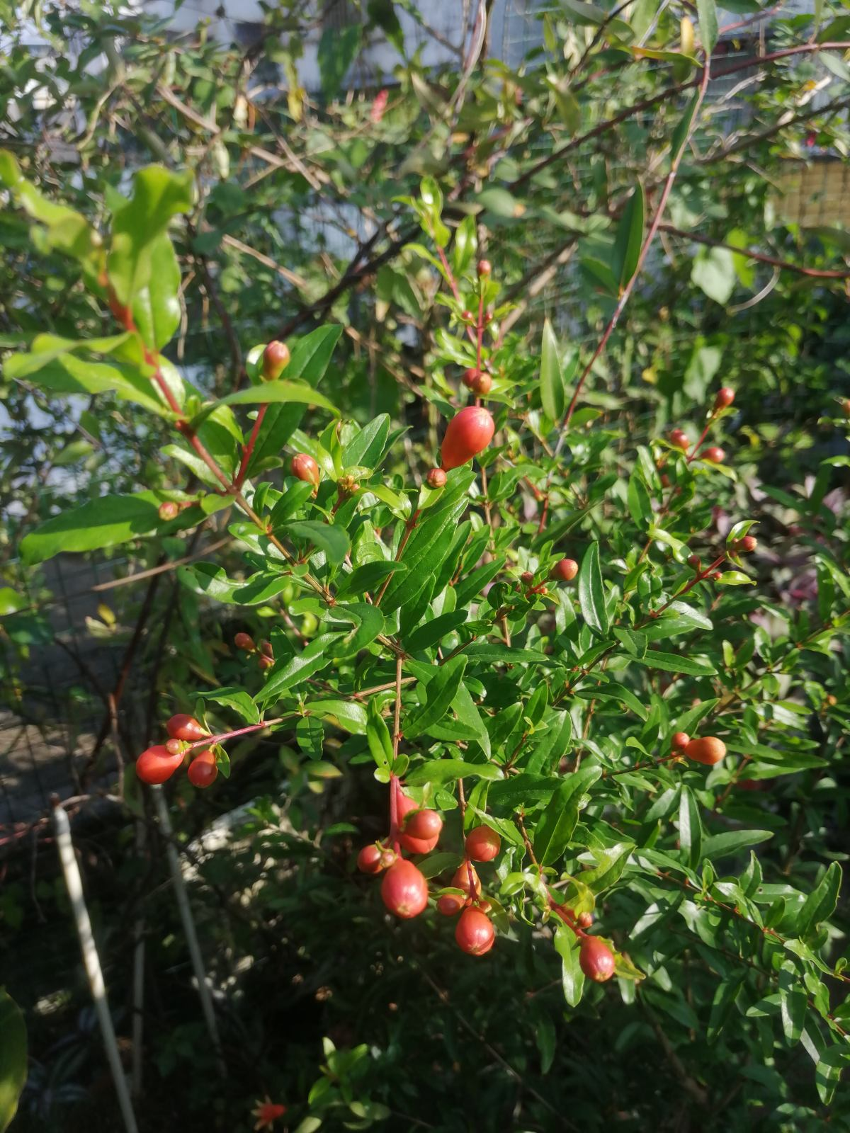 院子种什么树好（家庭院子栽什么树最好）-第6张图片-科灵网