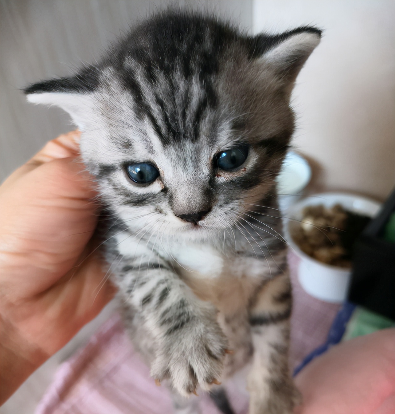 猫咪一只眼睛流泪有分泌物睁不开（猫咪有一只眼睛睁不开流眼泪）-第1张图片-昕阳网