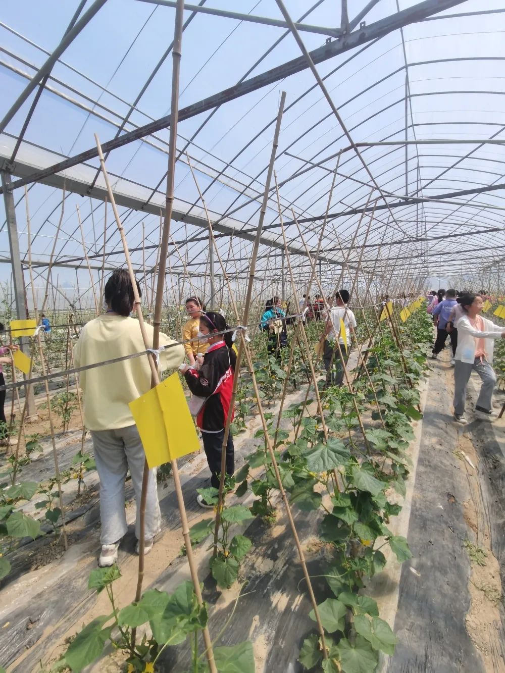 泗陽縣實驗小學:小小農(nóng)夫捉蟲忙(圖10) 泗陽縣實驗小學:小小農(nóng)夫捉蟲忙(圖10)