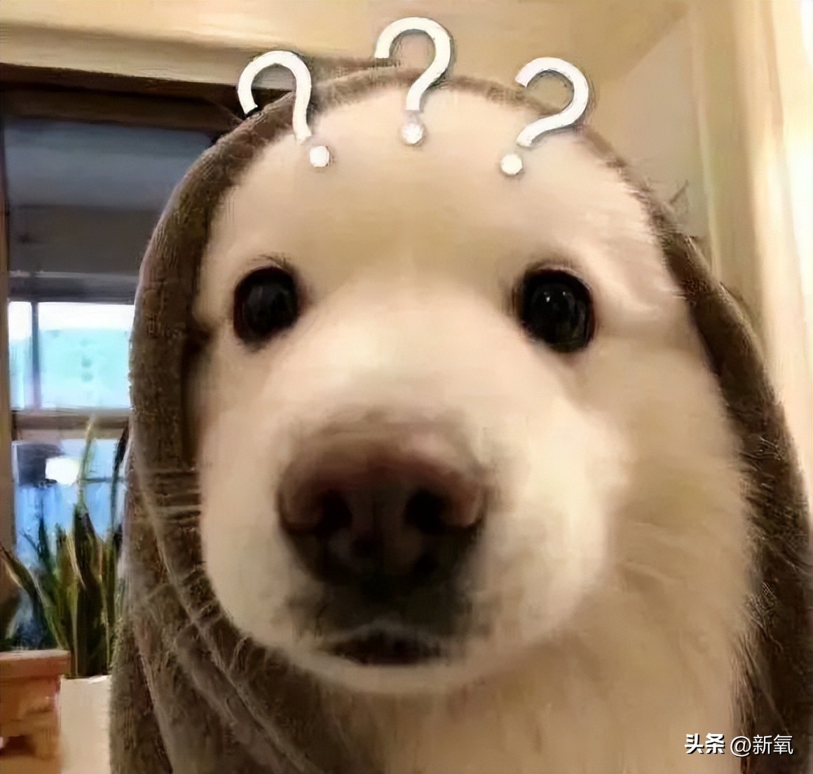瓦妮莎怎么這么胖（300斤的瓦妮莎胖了？10個超簡單的微習慣，讓你的身材變苗條）
