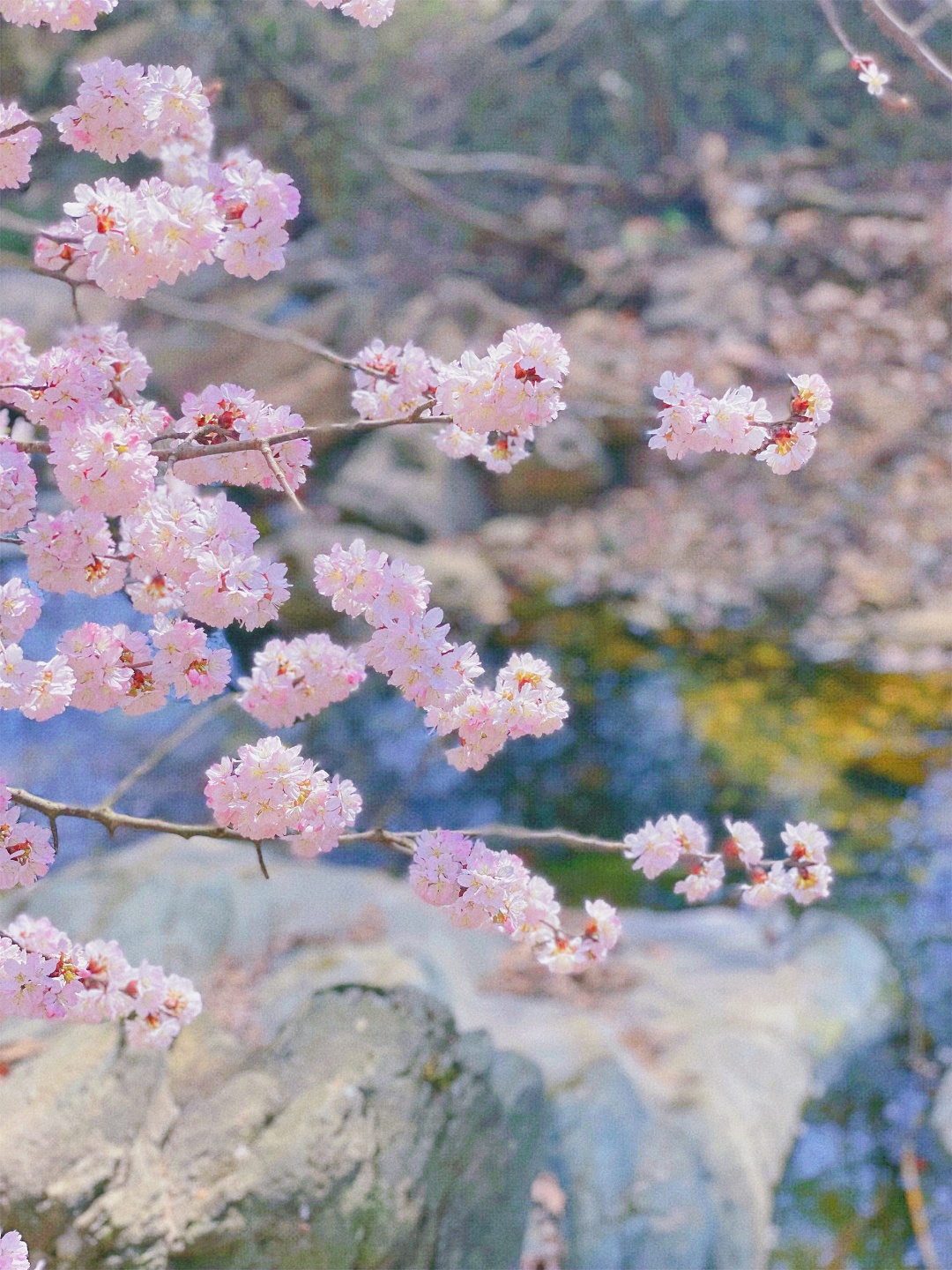 武汉自驾2H，打卡高山野樱花瀑布~花间漫步，自在山居，太浪漫